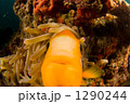 1290244