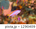 1290409