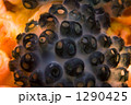 1290425