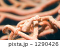 1290426
