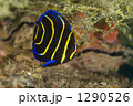 1290526