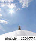 雪山うさぎ1