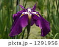 花菖蒲　揚羽