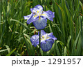 花菖蒲　宇宙 