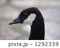 1292339