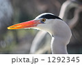 アオサギの横顔　