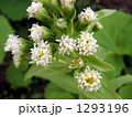 早い春のフキノトウの花