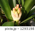 今年も蕾が大きくなって来たクンシュラン