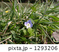 早い春公園の隅に咲く小さな花オオイヌノフグリ