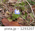 早い春公園の隅に咲く小さな花オオイヌノフグリ