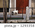 snap -dog-