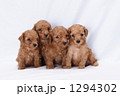 仲良しなトイプードルの子犬