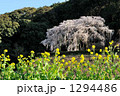 枝垂れ桜