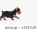 走る子犬