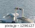 1296127
