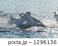 1296136