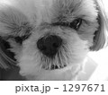 1297671