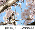 コゲラの花見