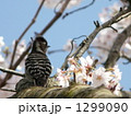 コゲラの花見