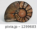 1299683