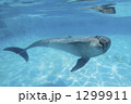 1299911