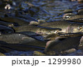 1299980