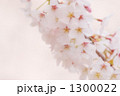 サクラ 10