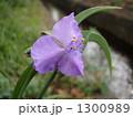千川上水の大紫露草