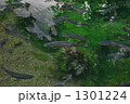 忍野八海-湧水池に魚群