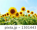 明野のひまわり畑