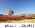 長野　開田高原　ブルーベリーと御嶽山
