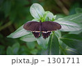 シロオビアゲハの休息