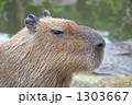 カピバラ