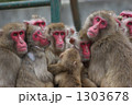 寄り添うニホンザル