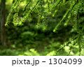 落葉松の若葉