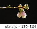 1304384
