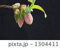 1304411