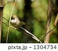 うぐいす