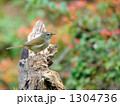 うぐいす