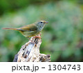 うぐいす