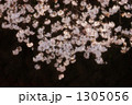 サクラ 11