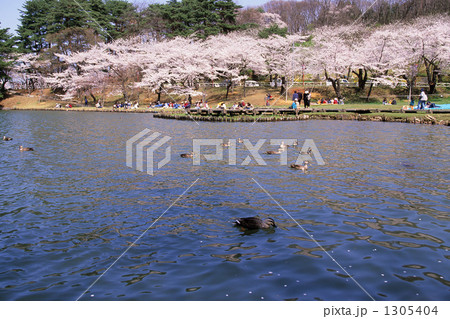 「春の高松の池」の写真素材