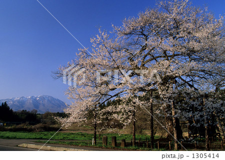 弘法桜と岩手山 弘法桜と岩手山