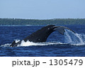 潜るザトウクジラ