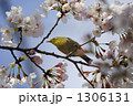 メジロ