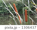 沼のガマの穂