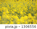 1306556