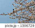 桜とムクドリ