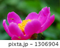 ボタンと蜂