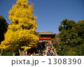 鶴岡八幡宮の大銀杏